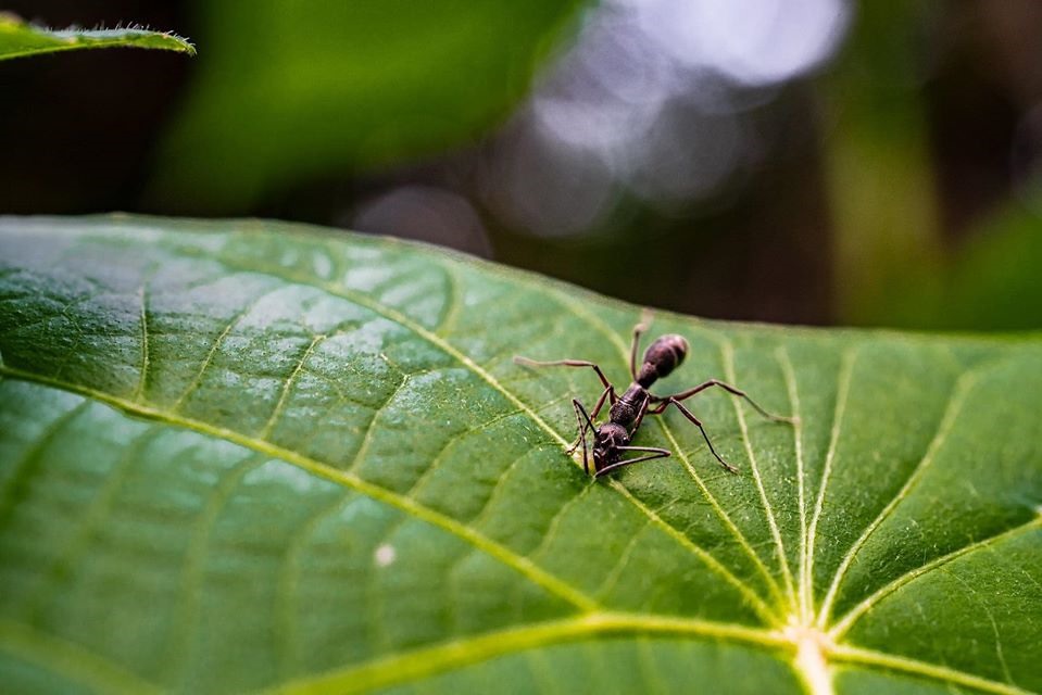 Vườn Quốc gia Phong Nha - Kẻ Bàng được công nhận Di sản thiên nhiên thế giới lần thứ hai, là cơ sở, động lực để Quảng Bình tiếp tục bảo vệ toàn vẹn nguồn tài nguyên thiên nhiên với các hệ sinh thái rừng đa dạng và phong phú, các loài động thực vật quý hiếm có nguy cơ tuyệt chủng. Ảnh: Jungle Boss