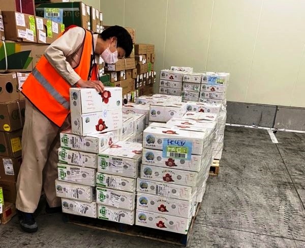 Đến ng&agrave;y 21.6, đ&atilde; c&oacute; hơn 12 tấn vải tươi của Bắc Giang xuất khẩu sang Nhật Bản. Ảnh: Bảo vệ thực vật