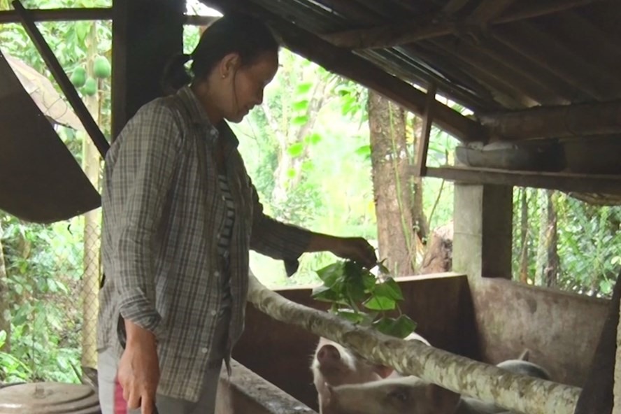 Người dân lo lắng khi tái đàn lợn. Ảnh: Thanh Chung