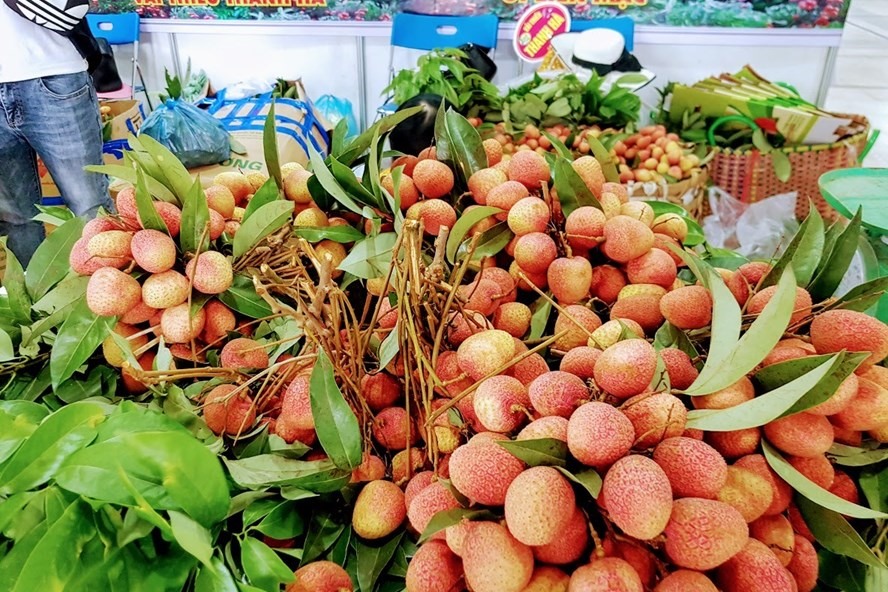 Quả vải tươi trồng tại huyện Thanh Hà (Hải Dương) cho vị ngọt dịu, thanh mát, hương thơm đặc trưng, khi xuất khẩu sang Australia đã được người dân nơi đây đón nhận. Ảnh minh họa: Vũ Long