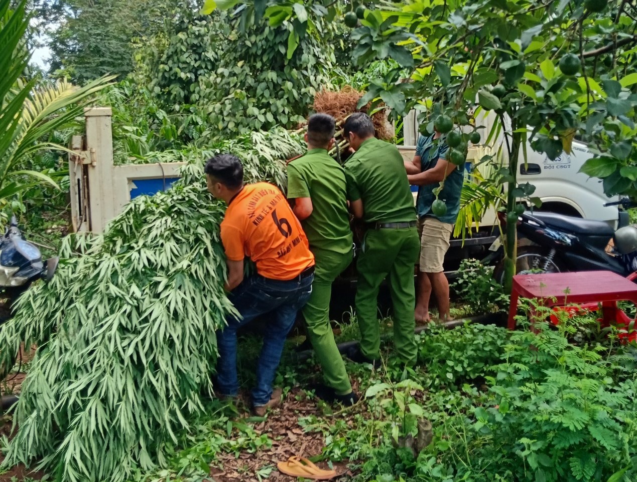 Lực lượng Công an tiến hành nhổ bỏ những cây cần sa được ông Kiên trồng trái phép. Ảnh Trần Tuấn