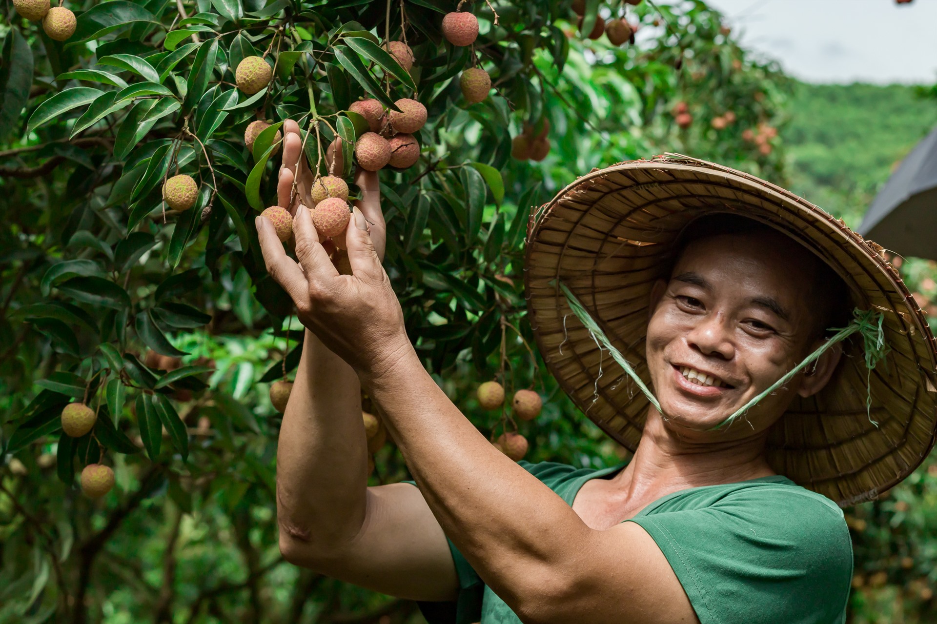 Anh Chu Văn Ngọ (dân tộc Nùng ở bản Nà Hem xã Hộ Đáp, Lục Ngạn, Bắc Giang) cho biết, năm nay vườn anh trồng vải theo tiêu chuẩn Global GAP để xuất khẩu. Năm nay, vải được mùa và bán được giá cao hơn so với vải thường.