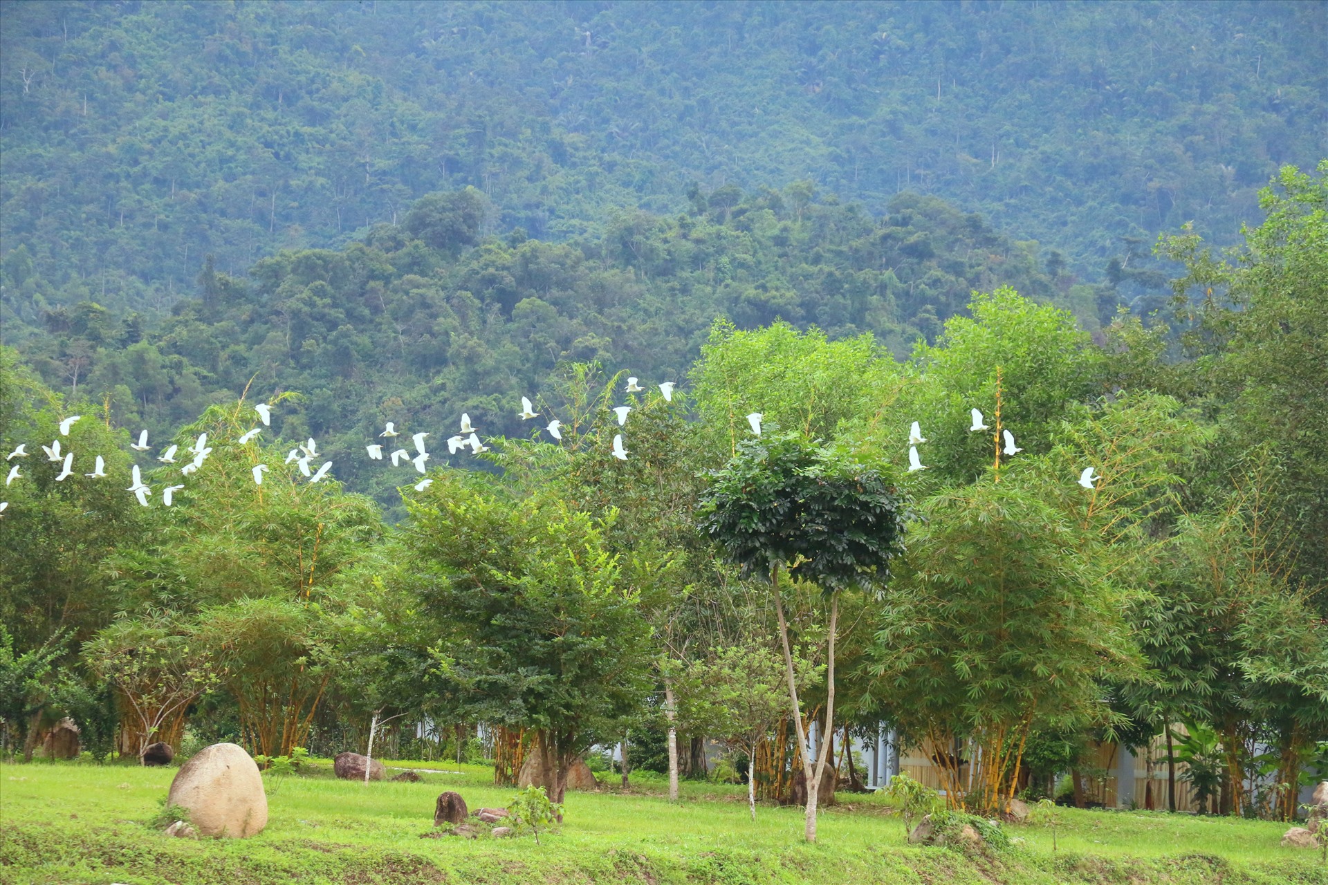 Đàn cò trắng trên khu vườn tiên. Ảnh: Hải Anh