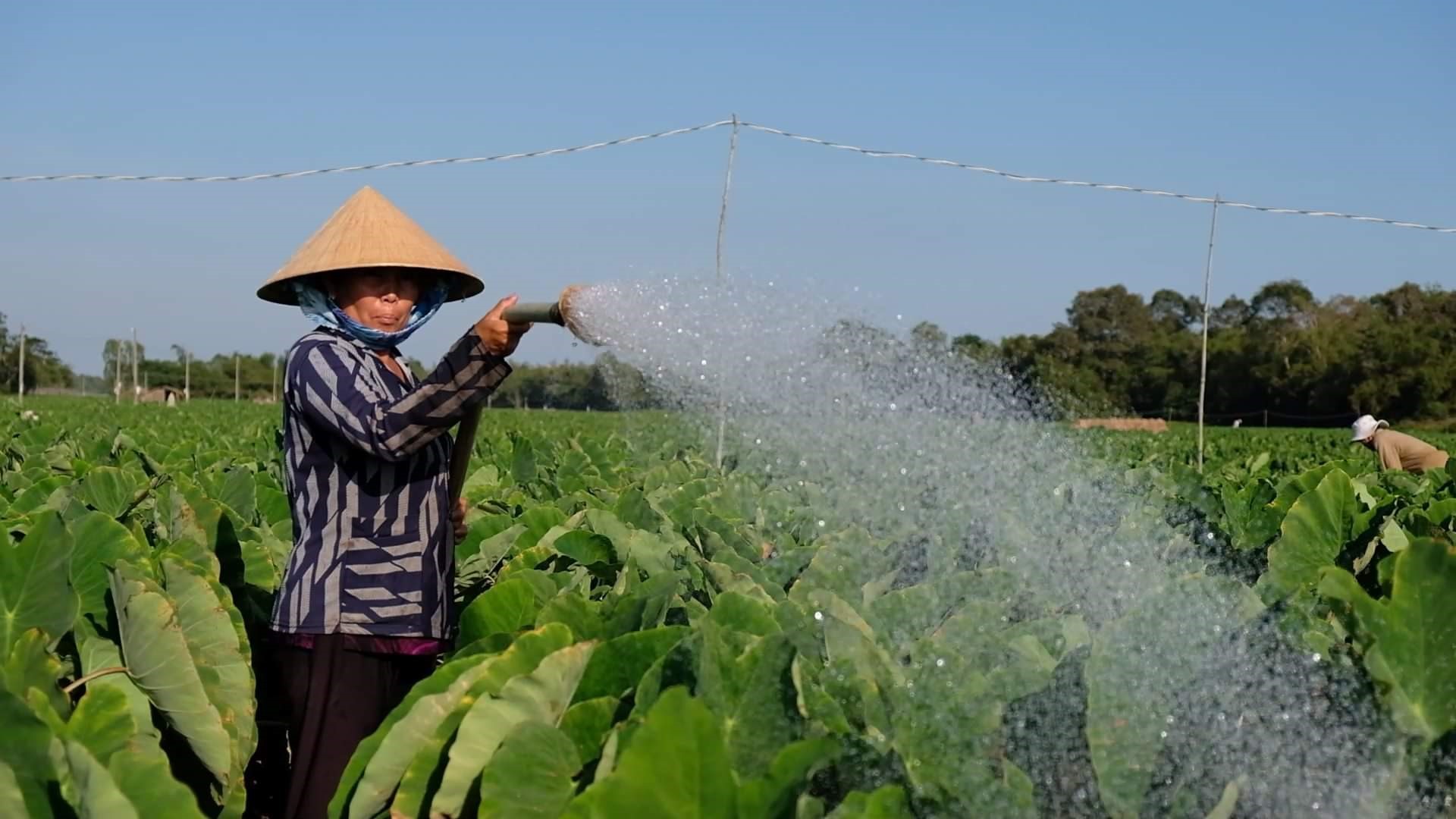 Mô hình chuyển đổi trồng khoai môn, huyện Trà Cú, tỉnh Trà Vinh. Ảnh: Tr.L