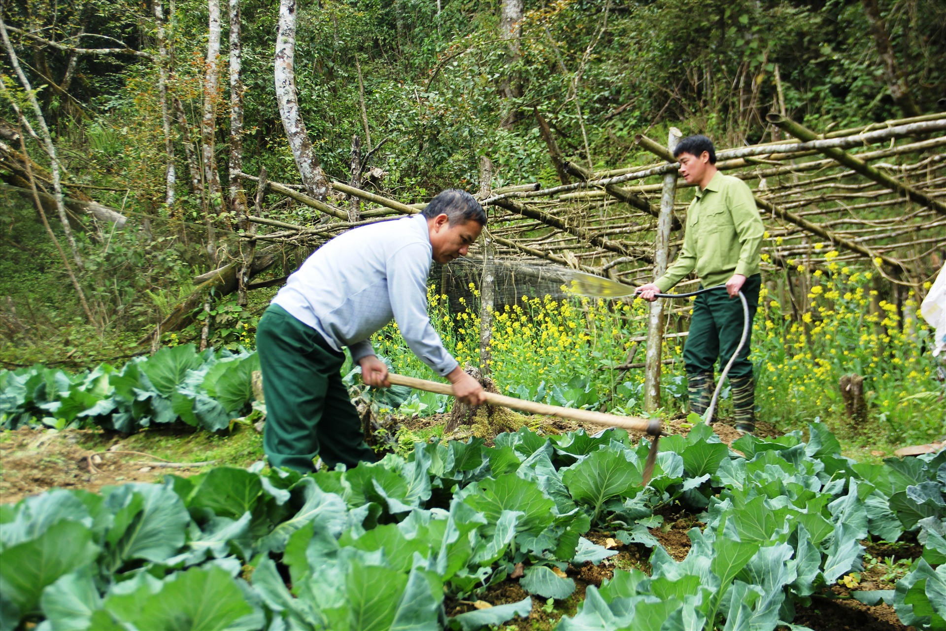 Vào mùa xuân, thời tiết ấm hơn nên các chiến sĩ biên phòng Buộc Mú có thể trồng một số loại rau. Ảnh: Trần Tuyên