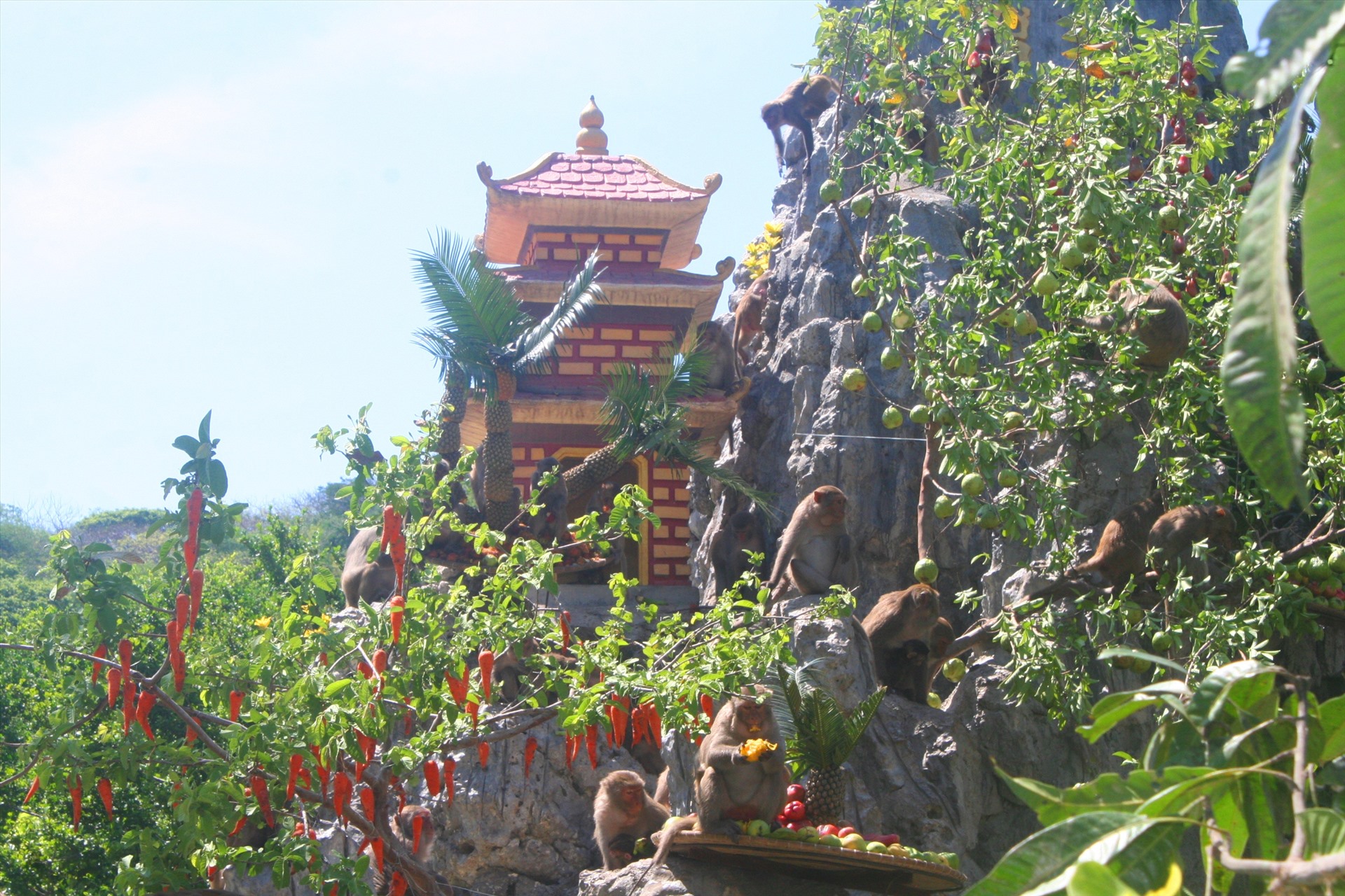 Đàn Khỉ ở trung tâm Khu du lịch Hòn Lao. Ảnh: Hải Anh