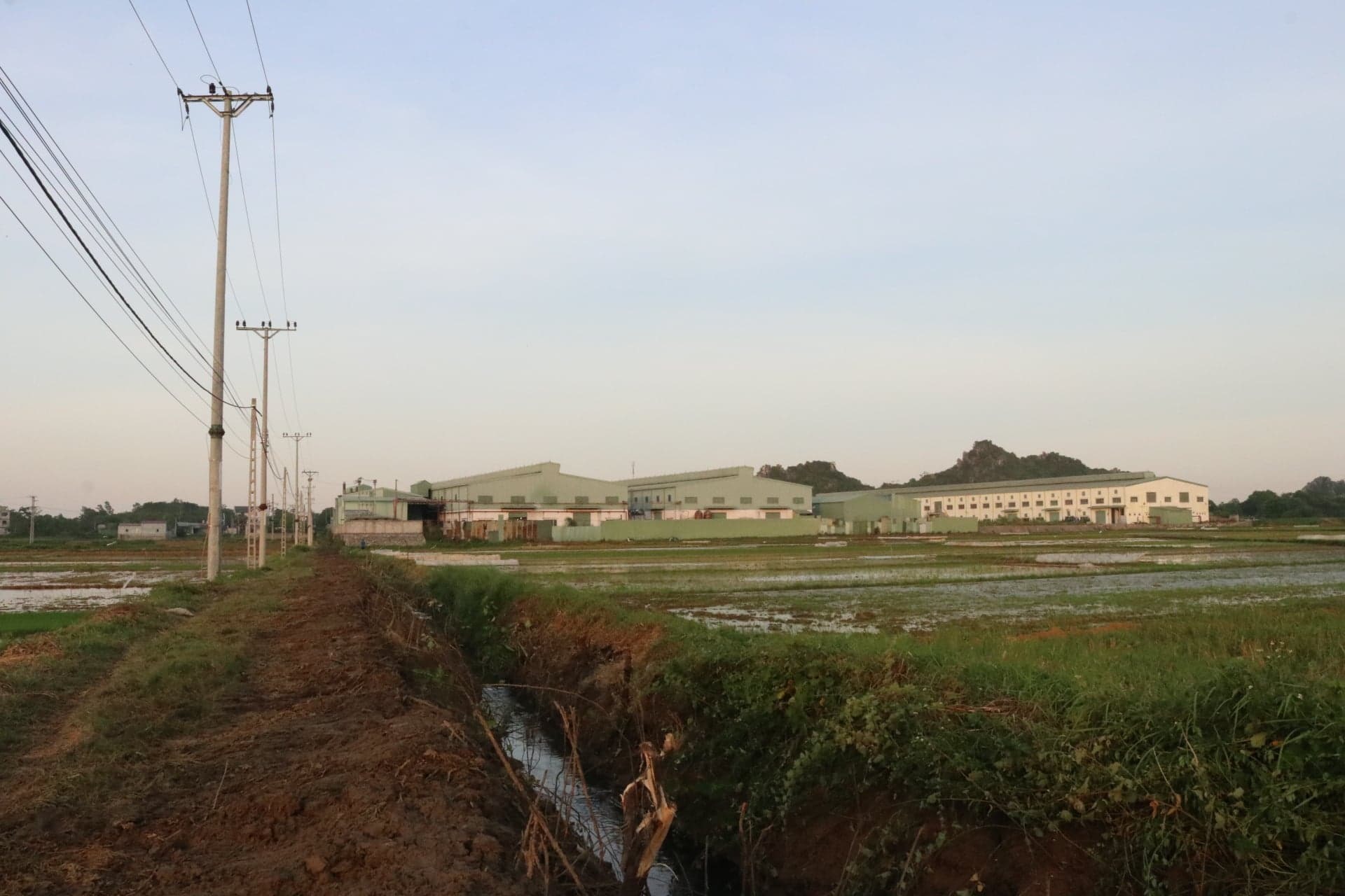 Hàng trăm mẫu ruộng bỏ hoang, cỏ mọc um tùm.
