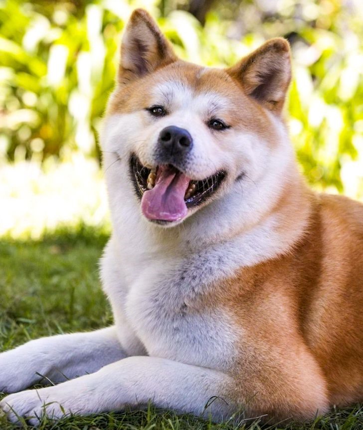 1. Akita Inu Khuôn mặt tươi cười thân thiện của những chú chó này trở nên rất nổi tiếng nhờ bộ phim Hachi: A Dog's Tale. Tuy nhiên, trong cuộc sống bình thường, Akita Inus không phải là vô hại. Đầu tiên, chúng rất cảnh giác với người lạ và trẻ con của những gia đình khác. Ngoài ra, những con chó trưởng thành của giống chó này thường hung dữ với giống chó khác hoặc loài động vật khác. Vì thế đây không phải lựa chọn thích hợp cho những gia đình có trẻ nhỏ.
