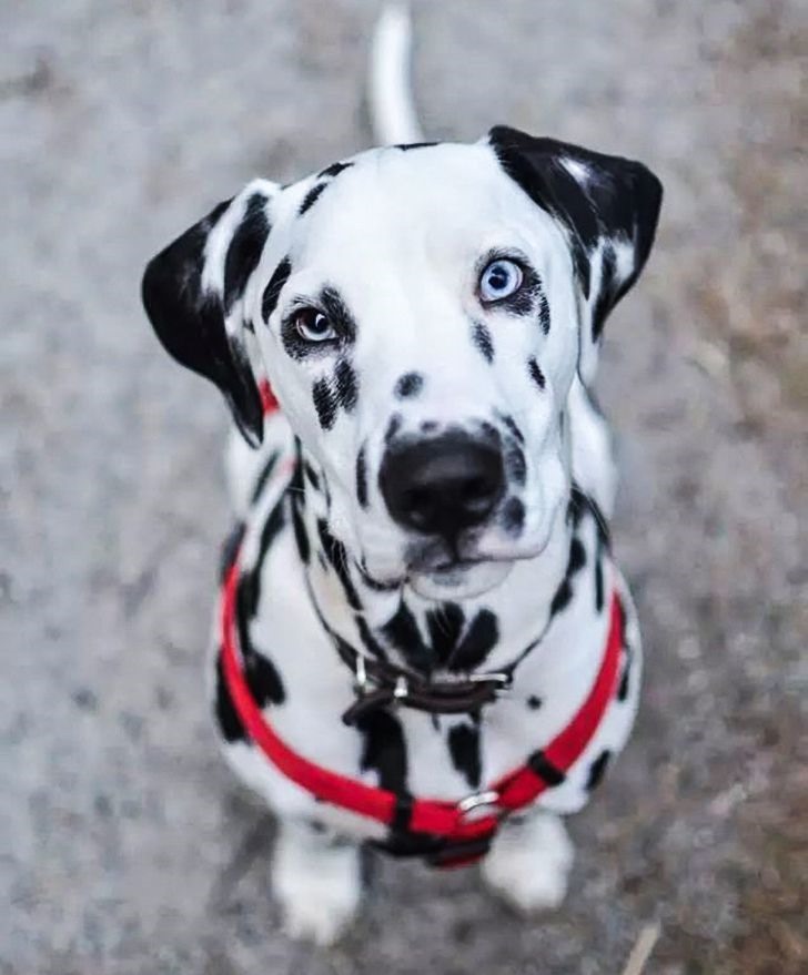 2. Chó đốm Dalmatian Bộ phim “101 Dalmatians” đã giúp giống chó này trở nên hấp dẫn đáng kinh ngạc. Tuy nhiên, một số điều trong phim thực sự đã được phóng đại. Dalmatians là giống chó to lớn, khỏe mạnh và hiếu động. Ngay cả khi giống chó này rất hòa đồng thì không bao giờ nên để trẻ em một mình với khi ở cùng giống chó này. Bởi chúng cần được huấn luyện rất nhiều để có thể kiểm soát chúng.