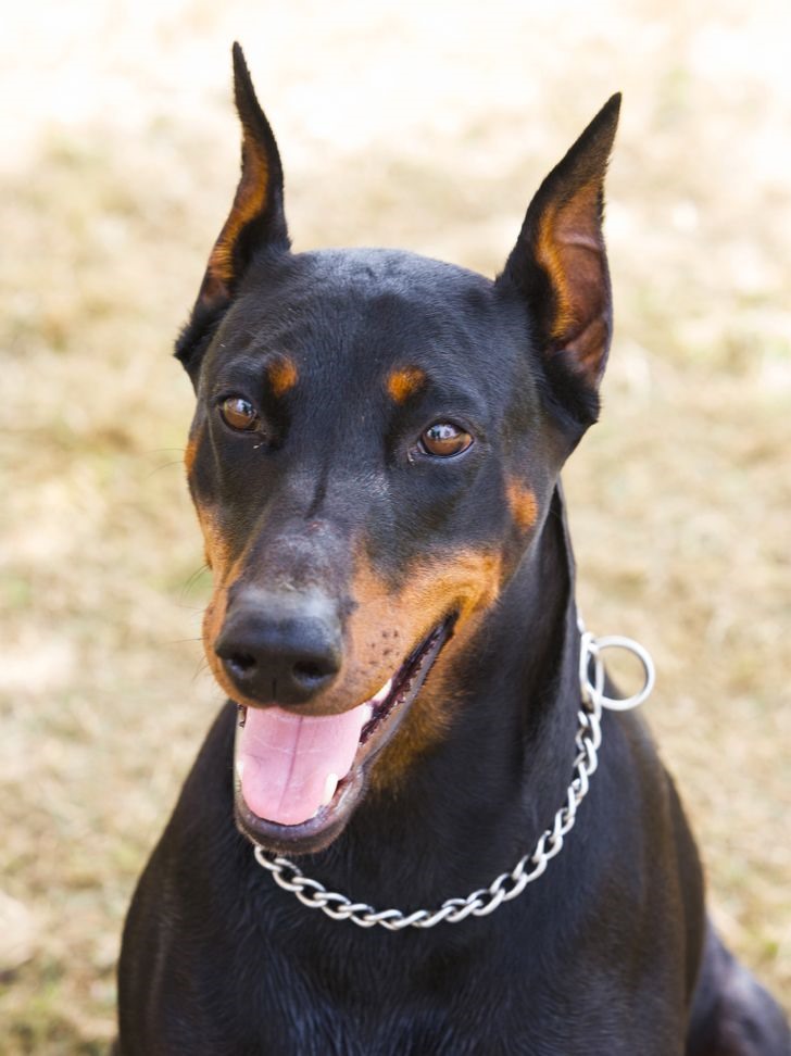 4. Chó Doberman thường được coi là một lựa chọn tốt cho các gia đình có trẻ em vì chúng là những người bảo vệ tuyệt vời rất dễ thuần hóa. Điều này chỉ đúng một phần: những con chó này có bản năng bảo vệ được phát triển tốt. Tuy nhiên, tất cả những phẩm chất này cũng đi kèm với một khát vọng thống trị mạnh mẽ. Bạn sẽ cần nỗ lực và huấn luyện rất nhiều để dạy chú chó này hiểu rằng trẻ em cũng là chủ, và chúng cần được bảo vệ và tôn trọng. Bên cạnh đó, chọn một con chó con không phải là một nhiệm vụ dễ dàng: những con chó này được nhân giống rất nhiều, vì vậy có rất nhiều con chó con không khỏe mạnh. Hãy cẩn thận.