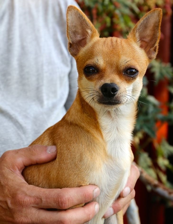8. Chó Chihuahua Đây được coi là giống chó nhỏ nhất trên thế giới. Những con chó này hiểu tầm vóc của chúng và vì lý do này, chúng có thể sợ trẻ con. Trẻ nhỏ đôi khi còn hiểu nhầm Chihuahua là một món đồ chơi. Vì vậy nếu một con Chihuahua không được thuần hóa tốt, chúng sẽ cắn trẻ em bằng hàm răng nhỏ và sắc.
