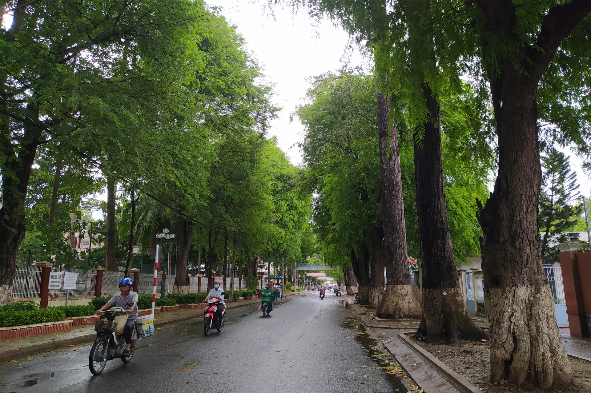 Những hàng cây xanh rợp bóng trong nội ô TP.Trà Vinh. Ảnh: TR.L.