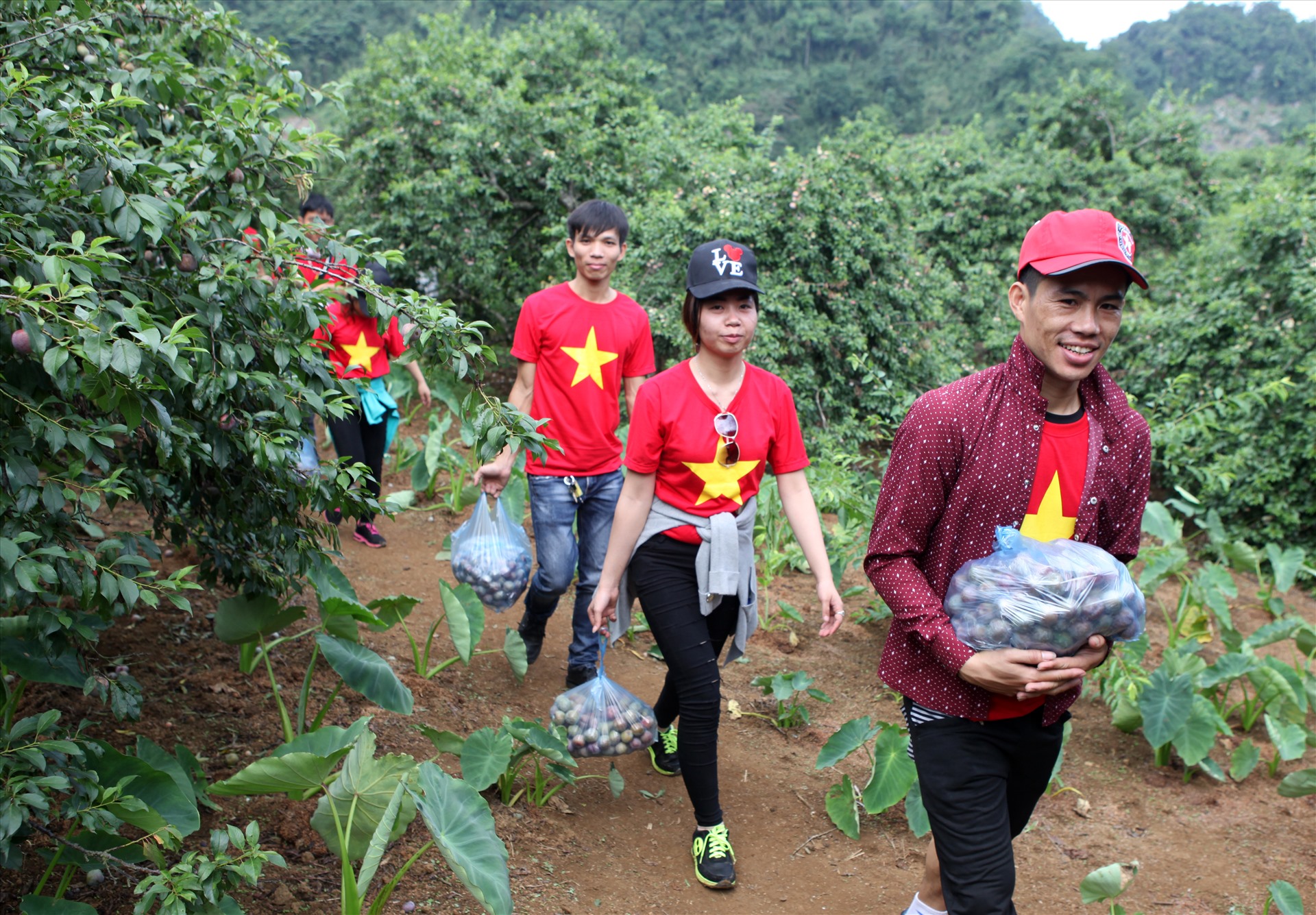 Du khách hái mận tại thung lũng mận Phiêng Khoang. Chủ thung lũng này thu giá vé vào là 20.000 đồng/người. Tại đây, du khách được ăn thỏa thích và hái mận mang về với giá 40.000 đồng/kg.