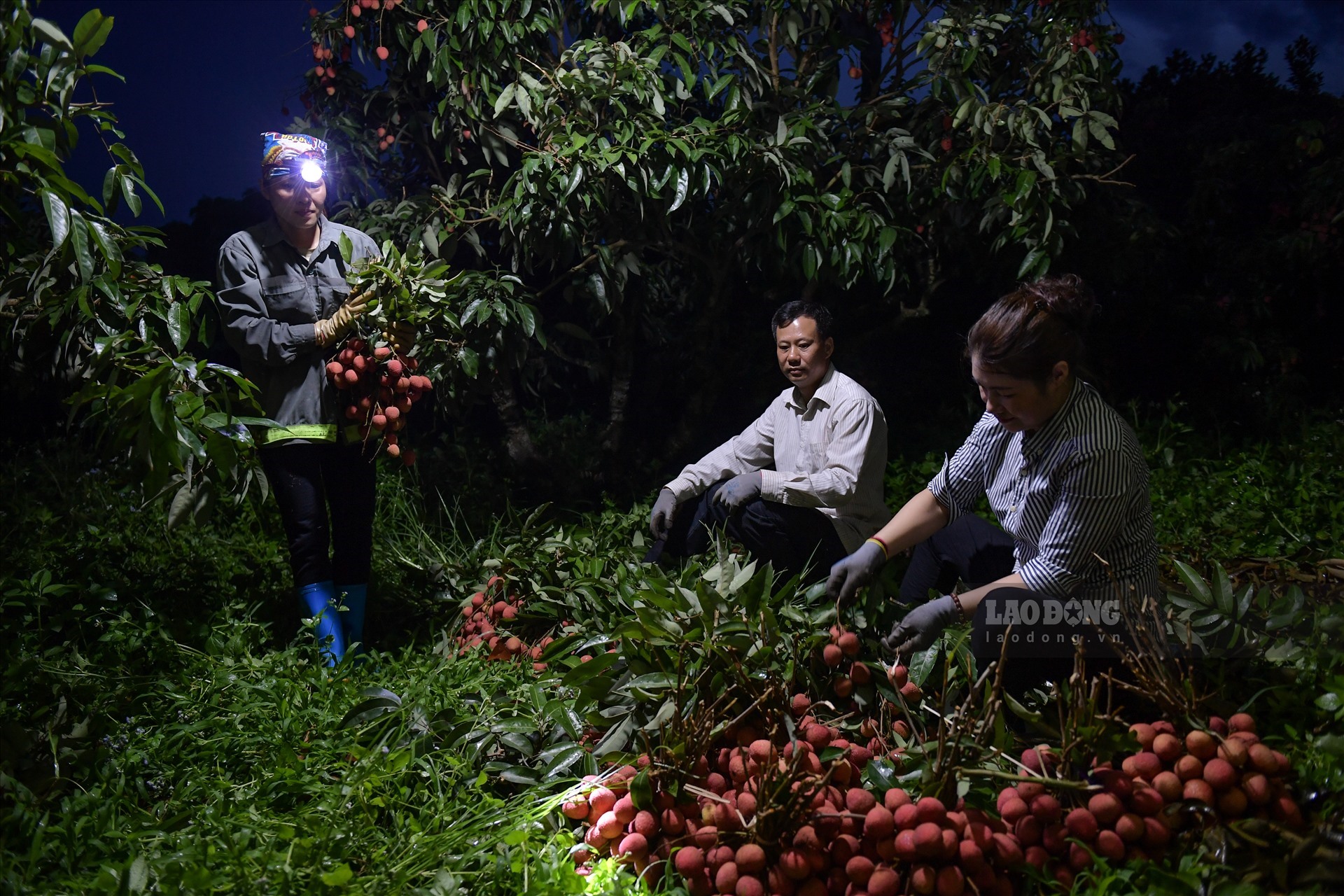 Chị Nguyễn Thu Hà (thị trấn Chũ, huyện Lục Ngạn, Bắc Giang) vui vẻ cho biết: “Ở Lục Ngạn mỗi khi vải chín rộ, nhà nào cũng phải tranh thủ dậy sớm, có nhà 2h sáng đã dậy rồi. Việc bẻ vải sớm giúp cho vải đẹp hơn, có giá cao hơn, kịp giờ để đi bán vì thương lái họ thường thu mua vải vào buổi sáng, chiều là đóng thùng chuyển đi“.