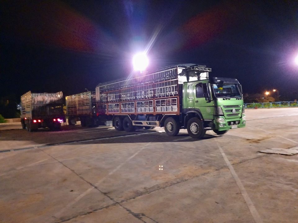 Làm thủ tục kiểm dịch, thông quan cho lợn nhập khẩu tại cửa khẩu Lao Bảo. Ảnh: Biên Phòng
