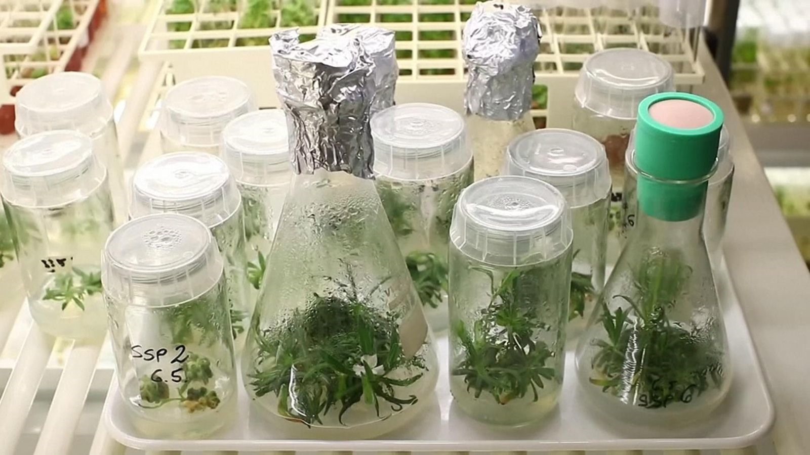 Các nhà khoa học Áo đang muốn lập bản đồ bộ genes của cây Silene Stenophylla