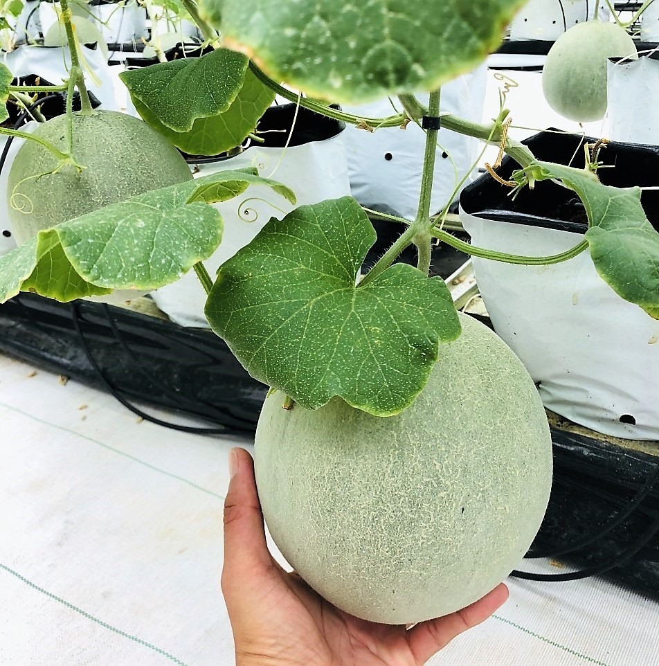 Chất lượng sản phẩm tạo ra ngon hơn và an toàn, thân thiện môi trường.