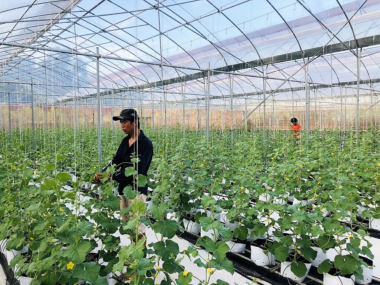 Với giải pháp này thì người nông dân không còn phải mua hay phụ thuộc bất cứ hóa chất phân, thuốc nào mà còn được cung cấp miễn phí công thức để tự sản xuất IMO.