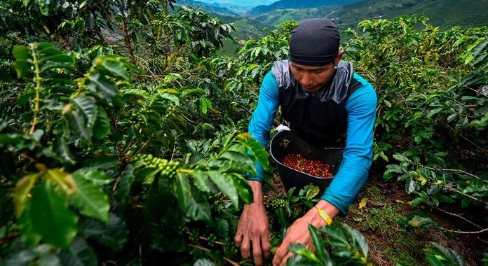 Người trồng cà phê tại Colombia. Trên thế giới, 70 nước trồng cây này.
