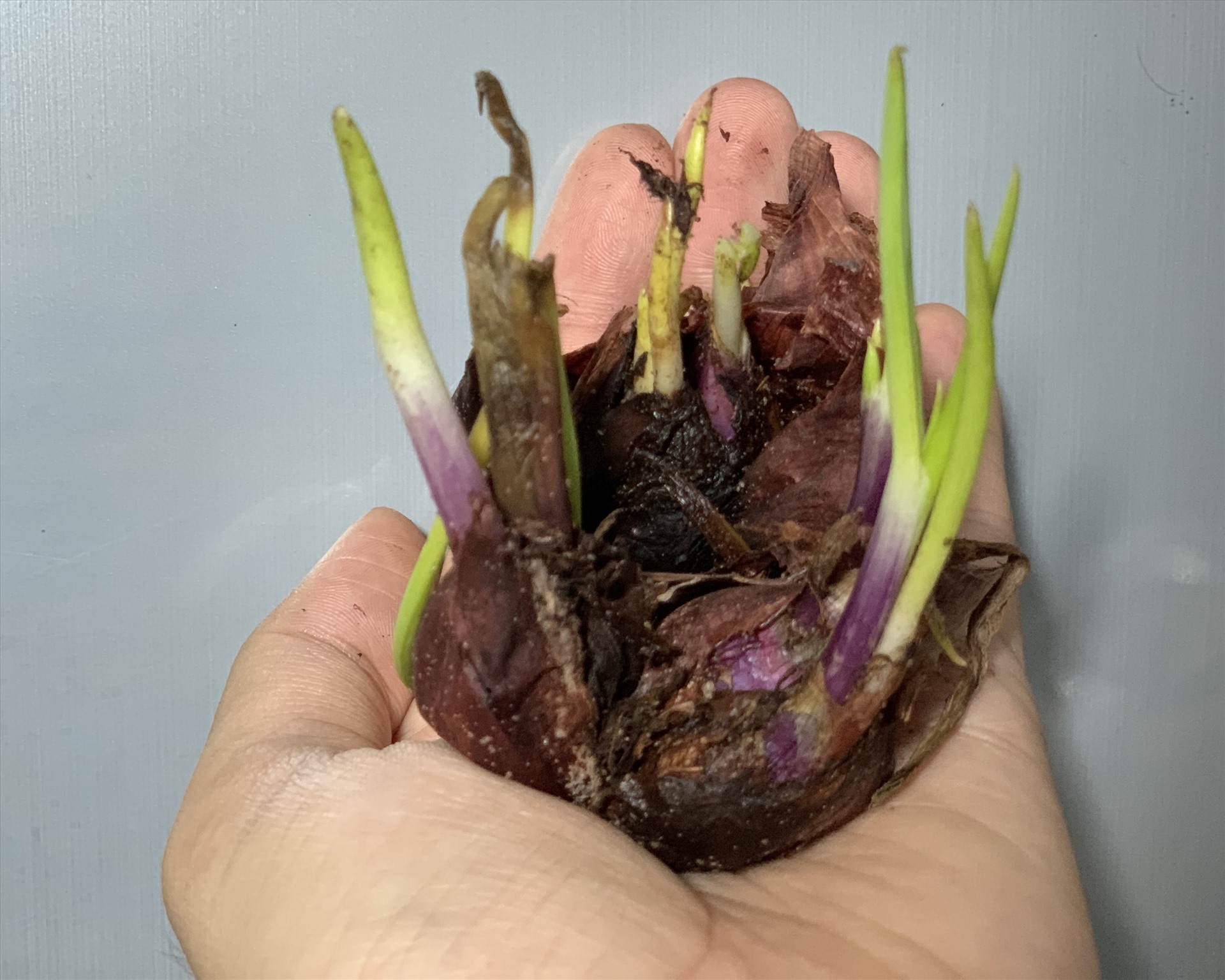 Không nên sử dụng hành đã mọc mầm. Ảnh: N.L