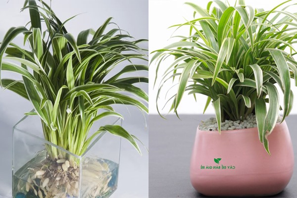 Cây nhện có khả năng hấp thụ các tia bức xạ và thanh lọc không khí nhanh chóng (Đồ họa: Phan Anh)
