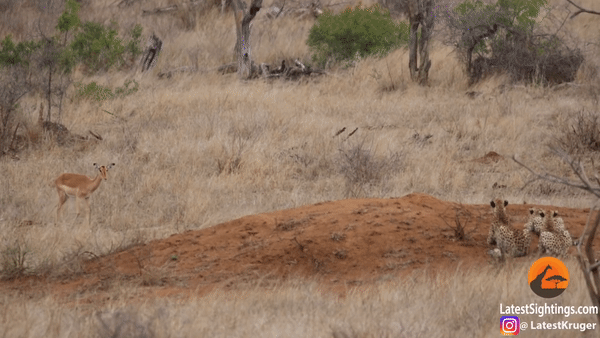 Con linh dương sừng dài vô tình bước gần tới nguy hiểm mà không hề hay biết. Ảnh: Krugersightings