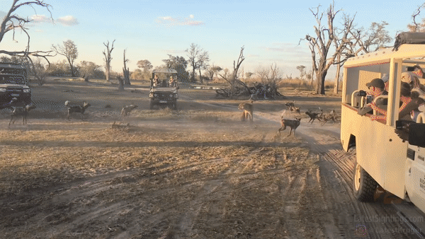 Nhận thấy hai mẹ con sư tử đang đơn độc, bầy chó hoang bắt đầu bao vây. Ảnh: Krugersightings