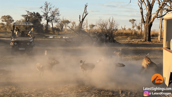 Sư tử chật vật trước bầy chó hoang hung hãn. Ảnh: Krugersightings