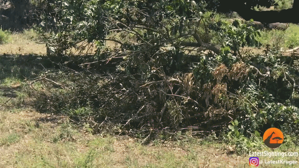 Đang yên đang lành, sư tử bỗng dưng bị đòn oan từ trâu rừng. Ảnh: Latestkruger