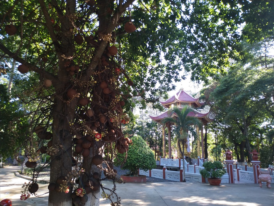 Trong khuôn viên chùa. Ảnh: K.Q