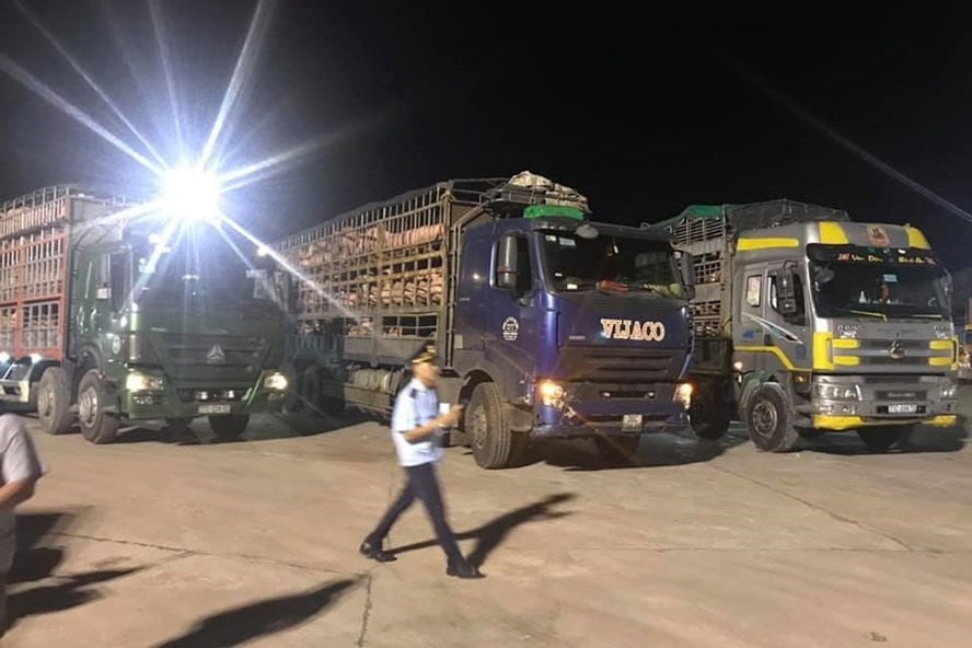 Các xe chở lợn thịt nhập khẩu về Việt Nam làm thủ tục tại cửa khẩu. Ảnh: Thành Đô