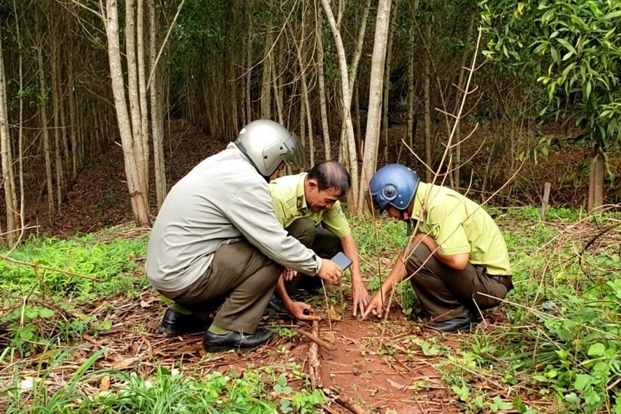 Dấu chân tìm thấy tại nơi nghi báo đen xuất hiện được cho rằng gần với dấu chân chó nhà. Ảnh: Hà Anh Chiến.