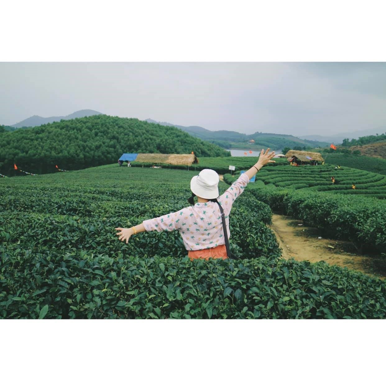 Đảo chè Thanh Cương bạt ngàn sắc xanh, thoải mái kỳ lạ! (Ảnh: @linlindayne)