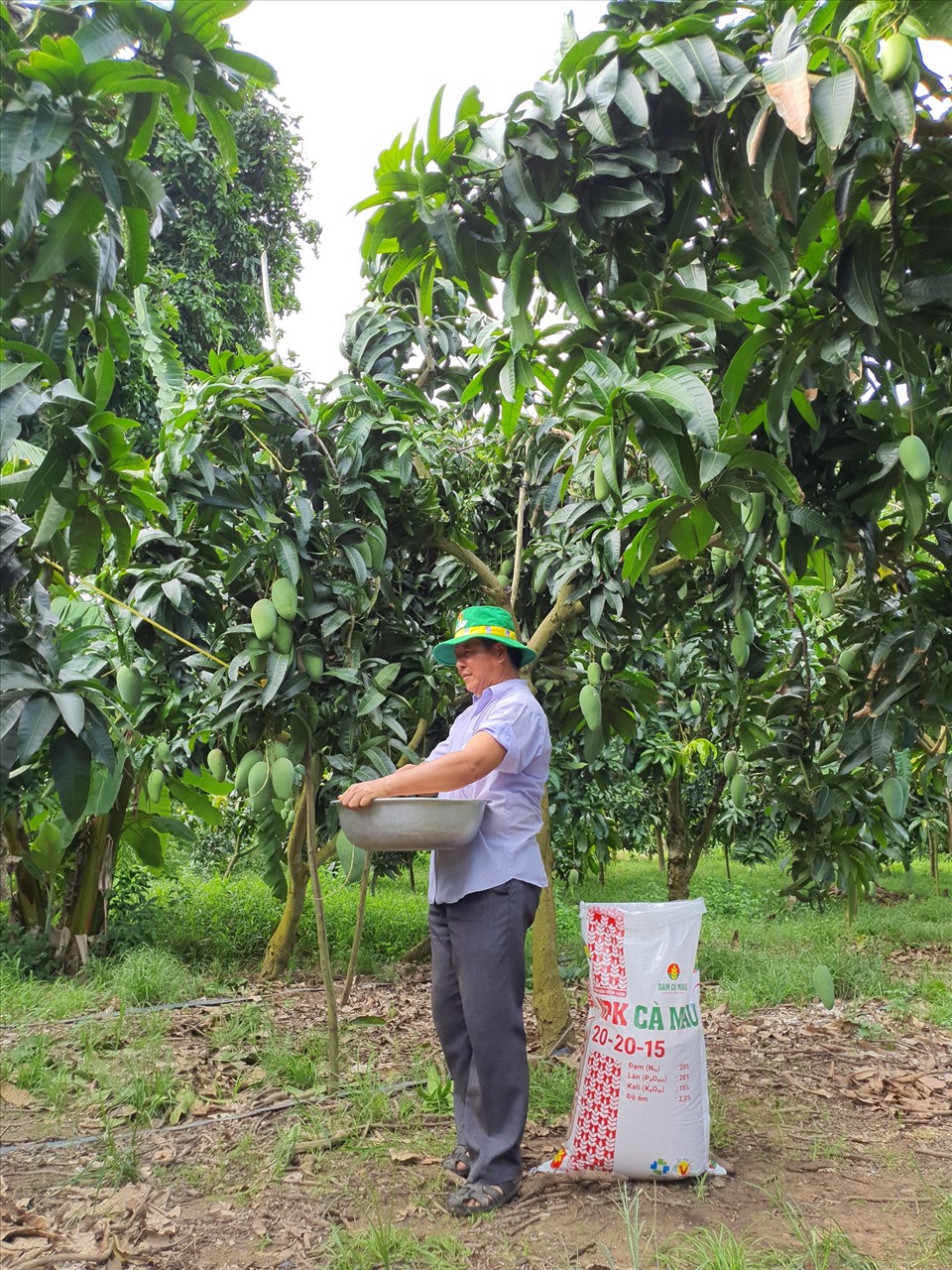 Người nông dân tin dùng sản phẩm Đạm Cà Mau
