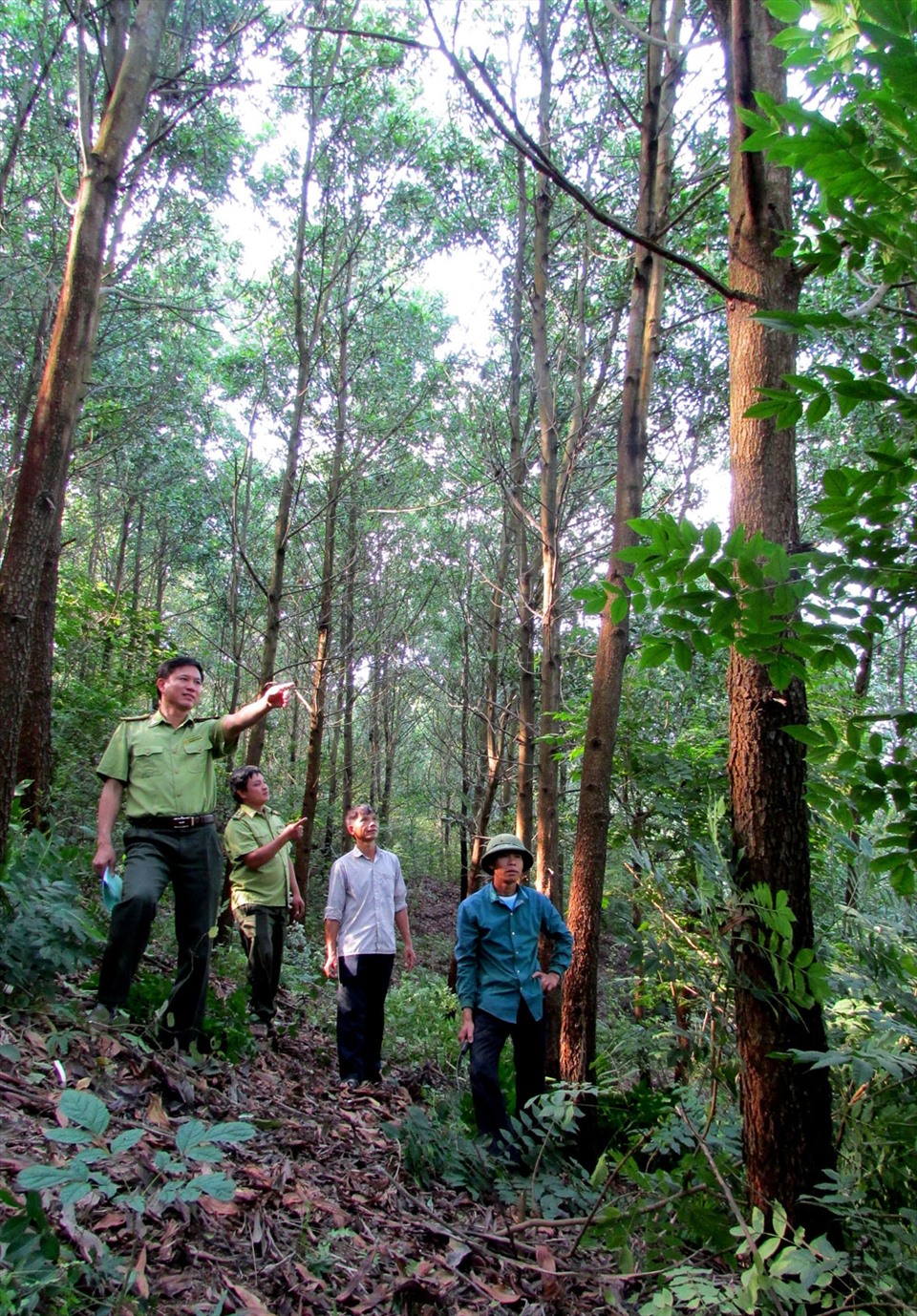 Cả nước quyết tâm đưa tỉ lệ che phủ rừng lên 45% vào năm 2030. Ảnh: Lâm Đại Tiến