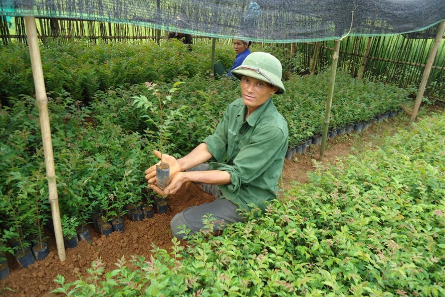 Việt Nam quyết tâm nâng năng suất rừng trồng lên hàng năm. Ảnh: Quỳnh Hương