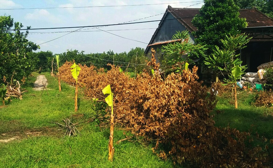 Quýt hồng Lai Vung chết hàng loạt. Ảnh: LT