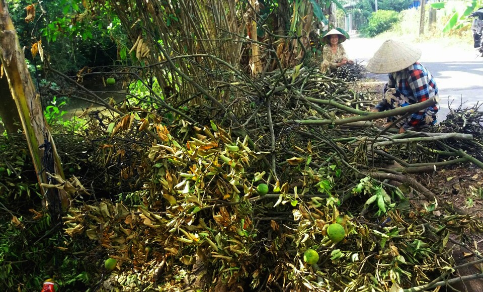 Quýt chết khô được hạ xuống làm củi. Ảnh: LT