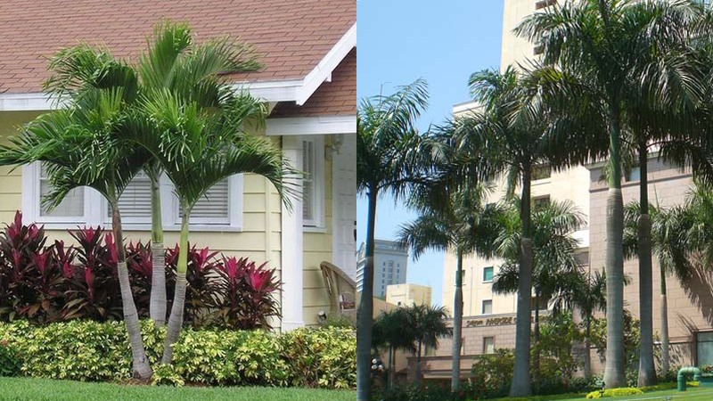 Cây cau trồng trước nhà giúp tăng cường nguồn năng lượng tốt cho gia đình. Đồ họa: Phan Anh