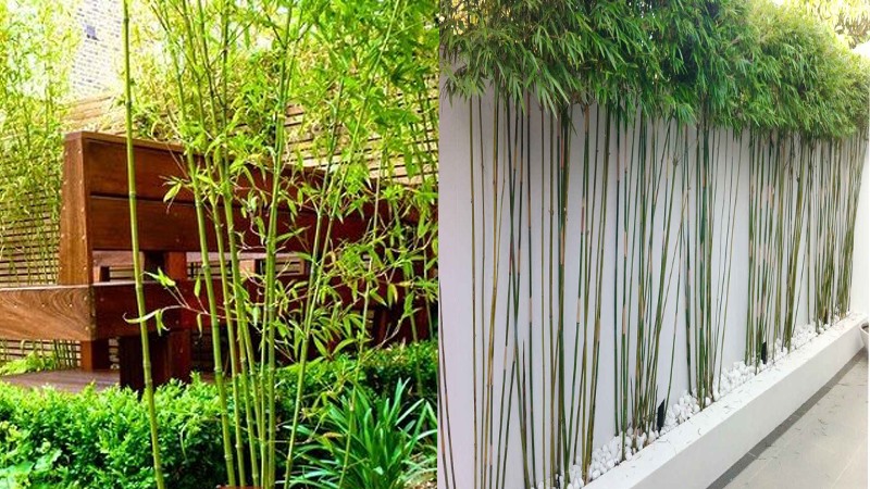 Cây tre, trúc cảnh cũng được nhiều gia đình lựa chọn trồng trước nhà Đồ họa: Phan Anh