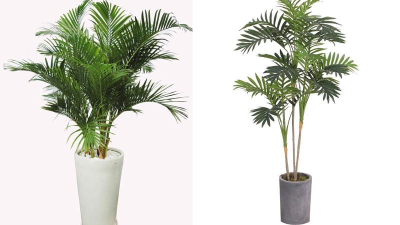 Trồng dừa cảnh trước nhà giúp gia chủ đem lại nhiều may mắn, tài lộc. Đồ họa: Phan Anh