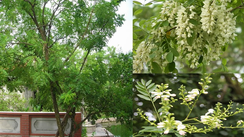Cây hoa hòe có rất nhiều công dụng với sức khỏe con người. Đồ họa: Phan Anh