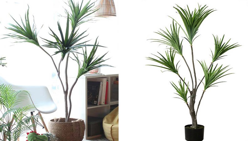 Trồng cây đại lộc trước nhà. Đồ họa: Phan Anh