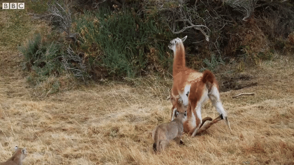 Nhờ nỗ lực vùng vẫy không ngừng để sinh tồn, lạc đà Guanaco thoát chết khỏi nanh vuốt báo sư tử thiện chiến. Ảnh: BBC Earth