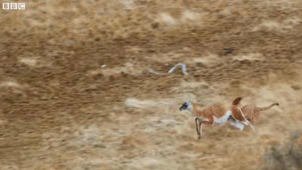 Màn rượt đuổi gay cấn và kịch tính giữa báo sư tử và lạc đà Guanaco. Ảnh: BBC Earth