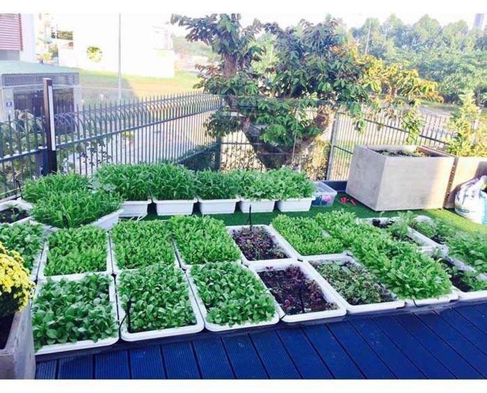 Vườn rau nhà Lý Hải. Ảnh: NSCC
