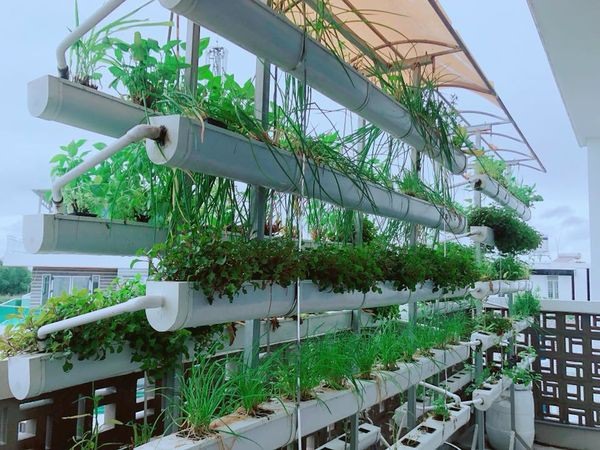 Vườn rau nhà Lý Hải. Ảnh: NSCC