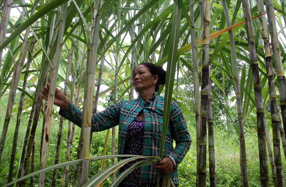 Gia đình bà Lê Thị Tư (sinh năm 1960, huyện Phụng Hiệp) có hơn 20 năm trồng mía. Tuy nhiên, khoảng 3 năm trở lại đây, giá mía giảm khiến gia đình bà lao đao.