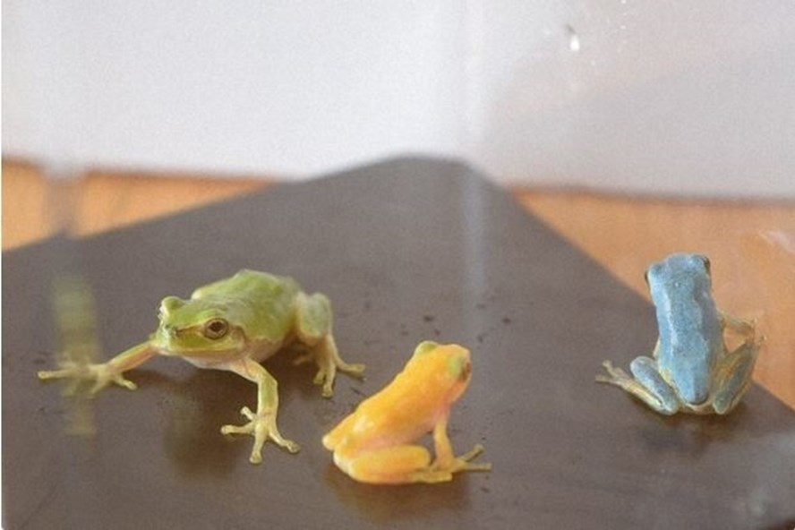 Những con ếch quý hiếm được một nữ sinh tìm thấy tại thị trấn Kaisei, tỉnh Kanagawa phía đông Nhật Bản. Ảnh: Mainichi