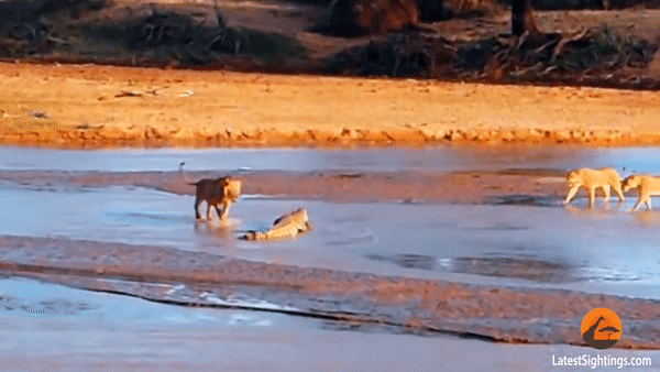 Ba con sư tử hung hãn tấn công, đuổi đánh cá sấu. Ảnh: Kruger Sightings